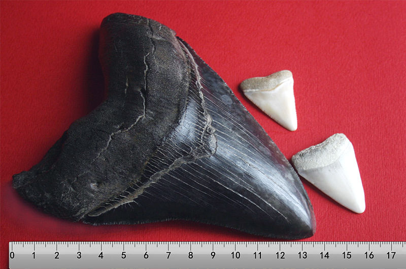 FilMegalodon tooth with great white sharks teeth