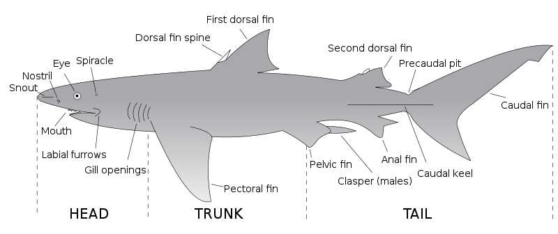 Parts of a shark