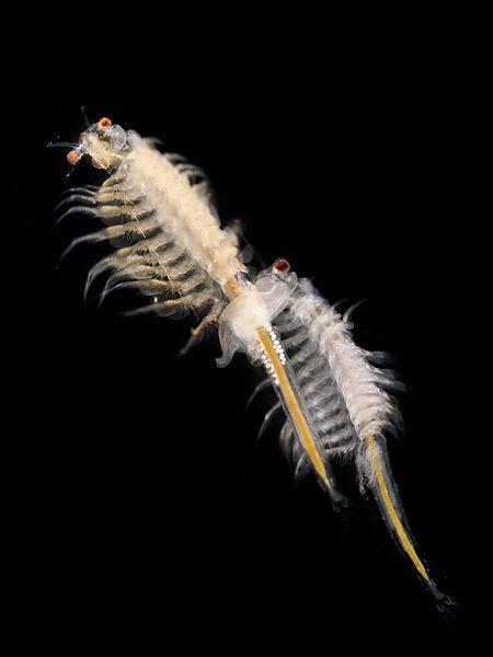 Freshwater brine shrimp