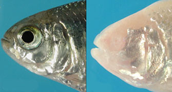 Eye vs no eye in the Blind Cavefish