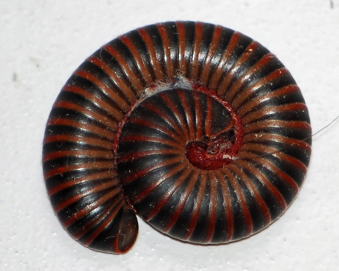 Red with black stripe millipede