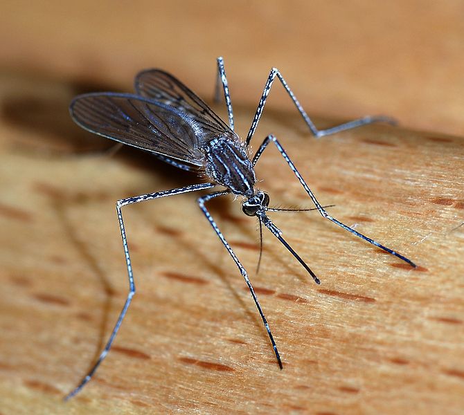 Meta menardi prey, mosquito 