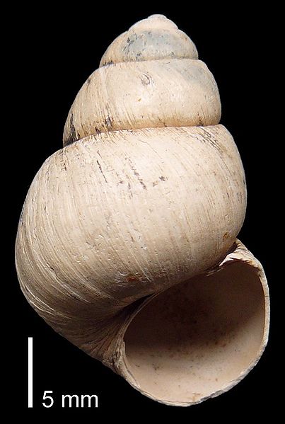 European Gastropod shell