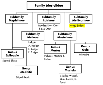 Figure 2. The family tree of the Mustelidae showing the diversion of the Mellivorinae subfamily from the honey badger's cousins; Used with permission by Nadine Hurst