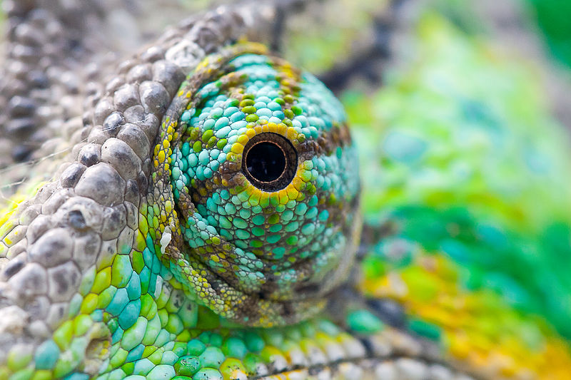 File:Chameleon's eye.jpg