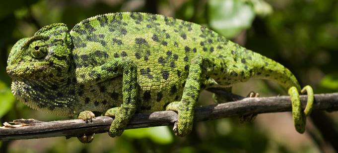 Indian chameleon - Wikipedia