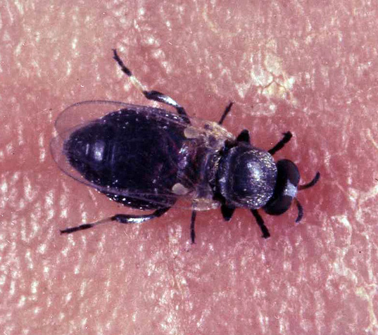 Black fly which is a trasmitter of Onchocerca volvulus