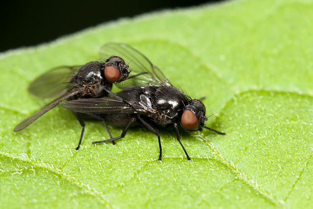 Black Flies Mating