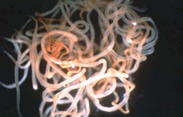 Adult Onchocerca volvulus Worms 