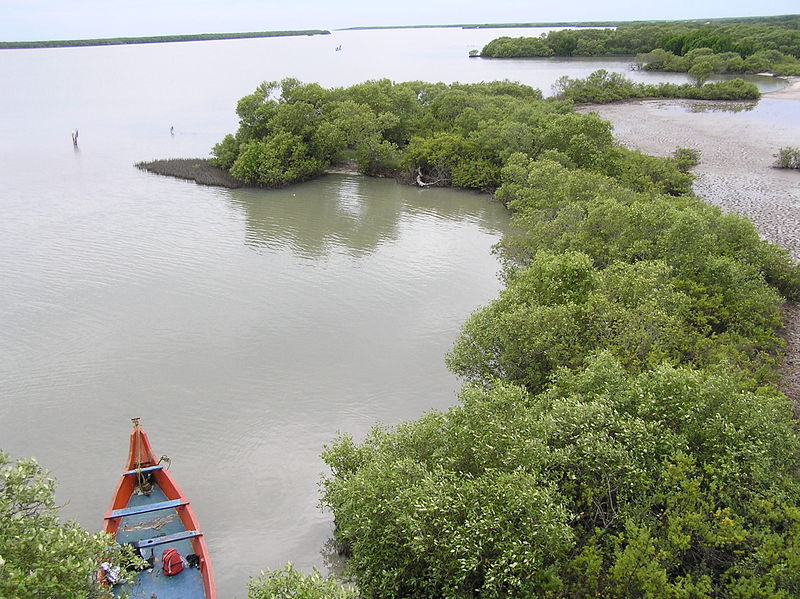 File:Fringing mangroves, mudflat and in Muthupet Lagoon .JPG