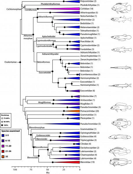 Classifications of Bony Fishes
