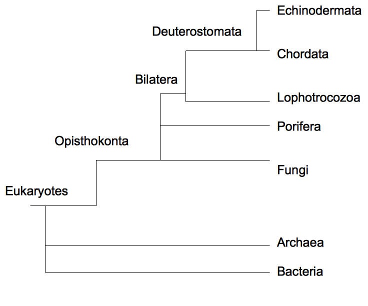 Phylogenic Tree