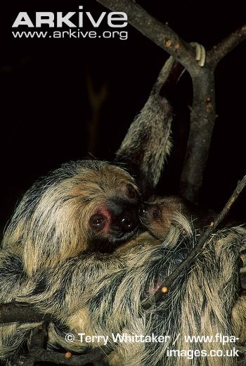 Adult female two toed sloth with young