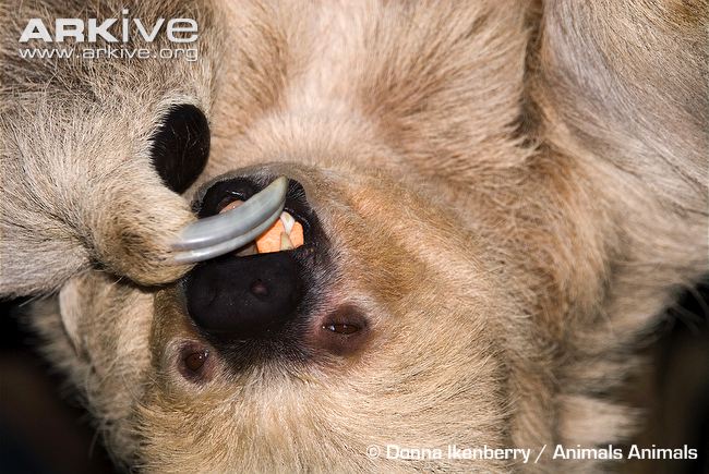 Close up of two-toed sloth.  From arkive.org, used for educational purposes only.