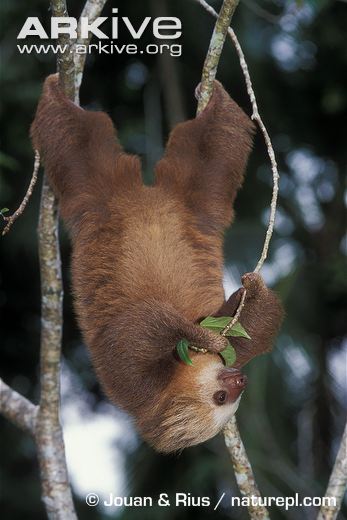 Sloth feeding while hanging from tree.  From arkive.org, used for educational purposes only.
