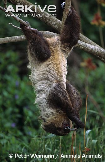 Sloth hanging from a tree branch.  From arkive.org, used for educational purposes only.