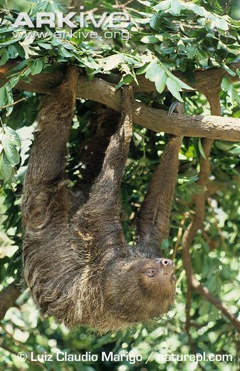 Two-toed sloth. From arkive.org, used for education purposes only.