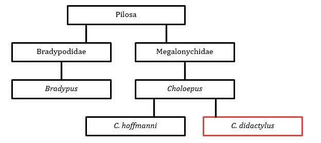 Sloth Phylogenetic tree