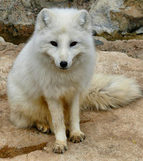 borrowed from If you are looking for a beautiful creature, look no further than the Alopex lagopus. You probably know this organism as the arctic fox. This is a suitable name, as this white fox is normally found the arctic and tundra regions of the world. To find out more, check out https://bioweb.uwlax.edu/bio203/s2014/oconnor_keir/.