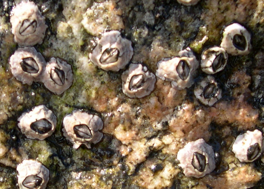 borrowed from The Chthamalus fragilis is an arthropod commonly known as “The Little Gray Barnacle”. To learn more about this organism, go to https://bioweb.uwlax.edu/bio203/s2014/buttke_luka/. 