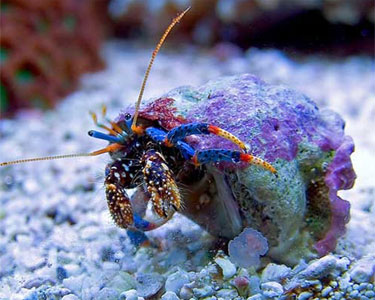 borrowed from Next up is the Clibanarius tricolor. This is a hermit crab that goes by multiple common names, and is definitely a sight for sore eyes. To catch a glimpse of this unique Mangrove hermit crab, check out https://bioweb.uwlax.edu/bio203/s2014/meinholz_spen/. 