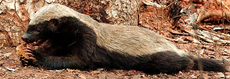 borrowed from Mellivora capensis is true competitor in its habitat. You probably know this organism as the honey badger. To see videos, pictures, and more visit https://bioweb.uwlax.edu/bio203/s2014/scheidt_mich/.