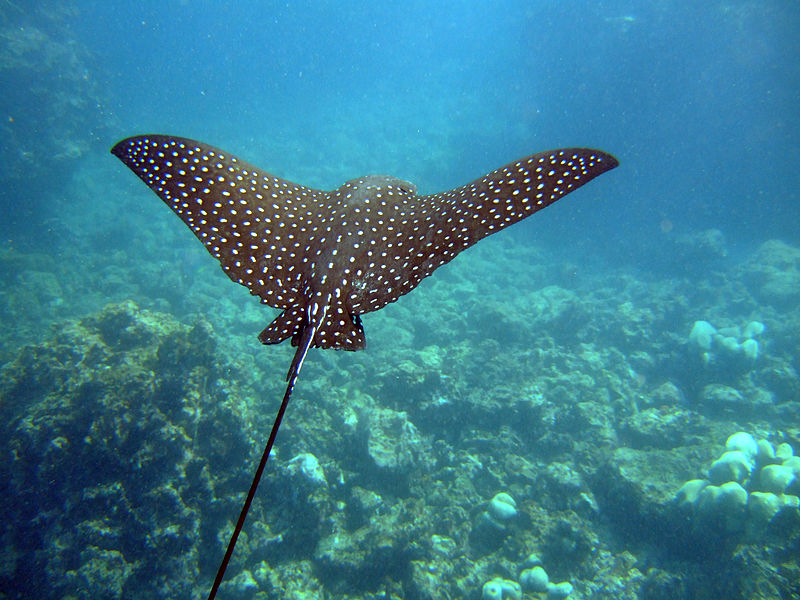 Spotted eagle ray. Image found at http://upload.wikimedia.org/wikipedia/commons/2/2a/Spotted_Eagle_Ray_%28Aetobatus_narinari%292.jpg
