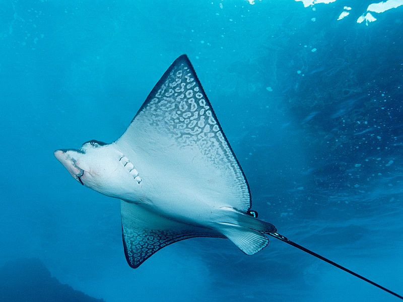 Spotted Eagle Ray. Found at http://upload.wikimedia.org/wikipedia/commons/a/ad/Aetobatus_narinari.jpg