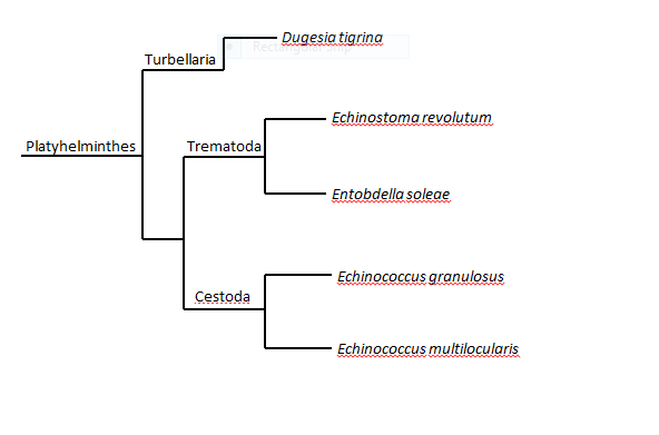 phylum platyhelminthes phylogeny)
