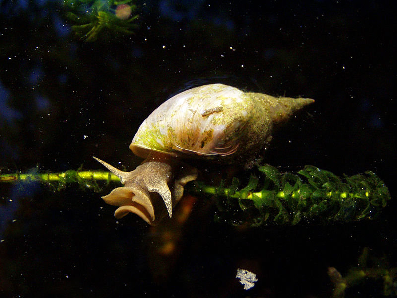 Lymnaea Snail: Wiki Commons