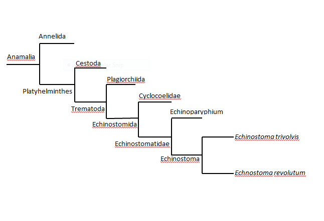 Phylogenetic Tree of Echinostoma revolutum