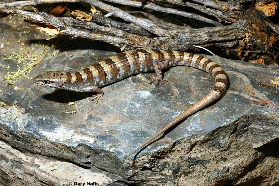Image used with permission, http://www.californiaherps.com/lizards/pages/e.panamintina.html