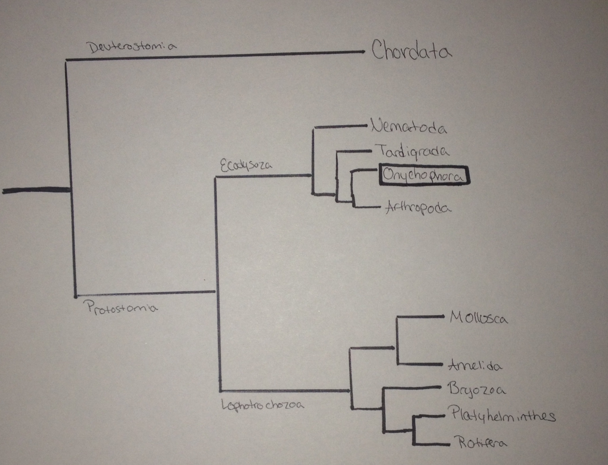 phylogenetic tree 2