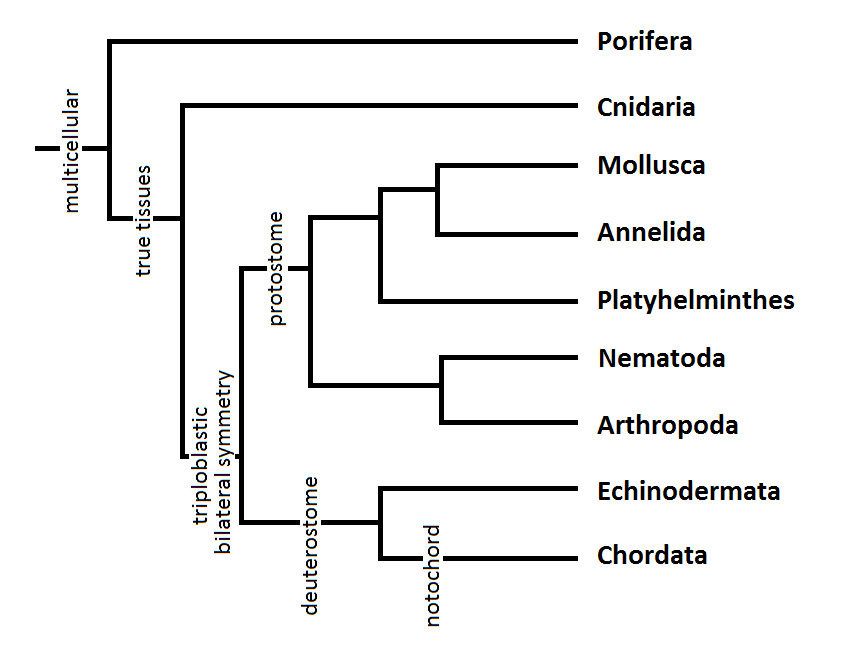 Phylogenetic tree that shows synapomorphies of different phylums (Campbell et al. 2008).