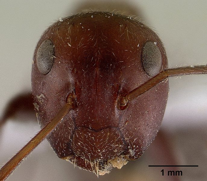Head view of ant, courtesy of Noel Tawatao.