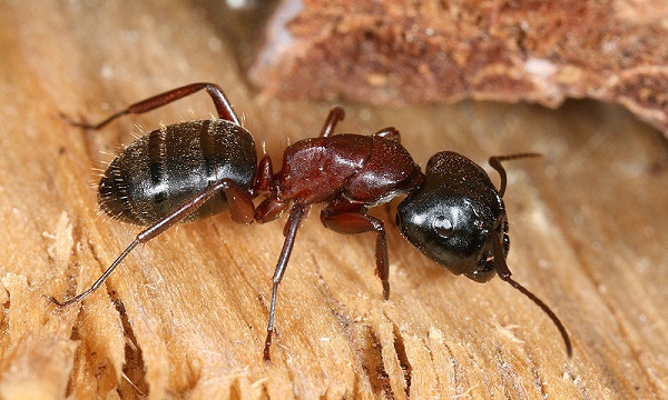 Risultati immagini per Camponotus saundersi