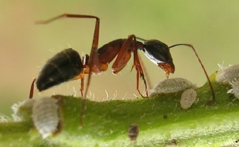 A worker ant tending to the ant larvae. Photo credit Jay Hosler 