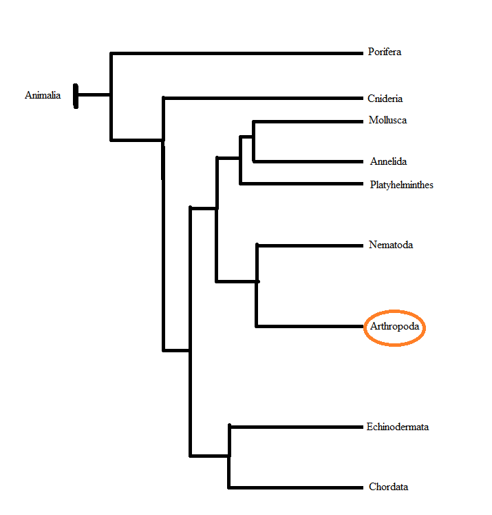 Phylogenic tree showing classification. Photo credit Abigail Styczynski, 2014.  