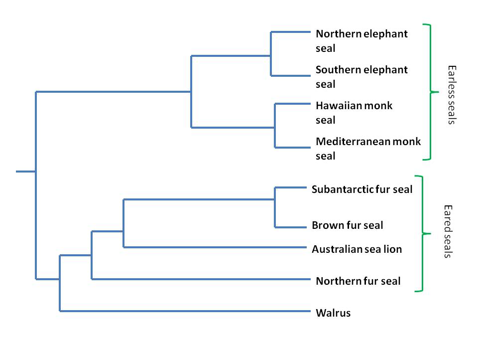 Phylogeny of a Walrus in the pinnipeds