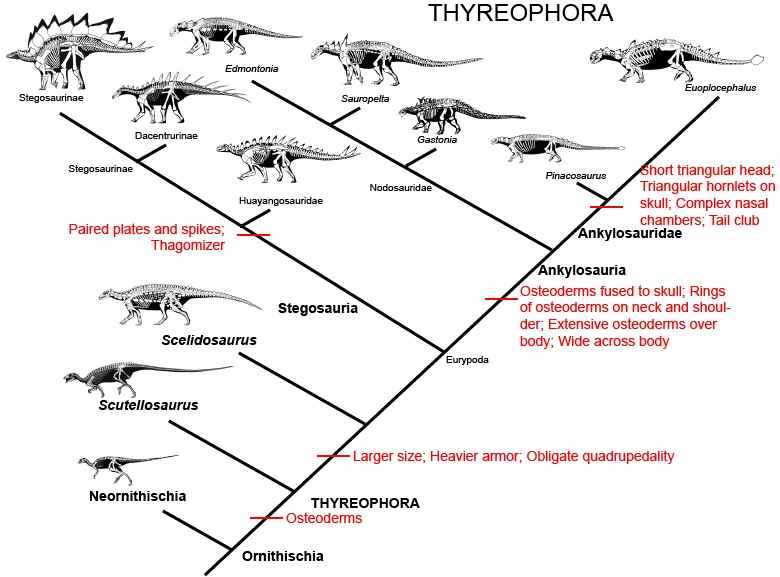 Phylogeny tree of Stegosaurus
