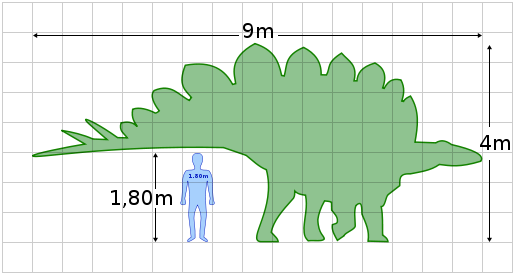 Human to Stegosaurus comparison