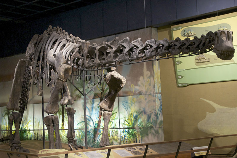 Long neck skeleton