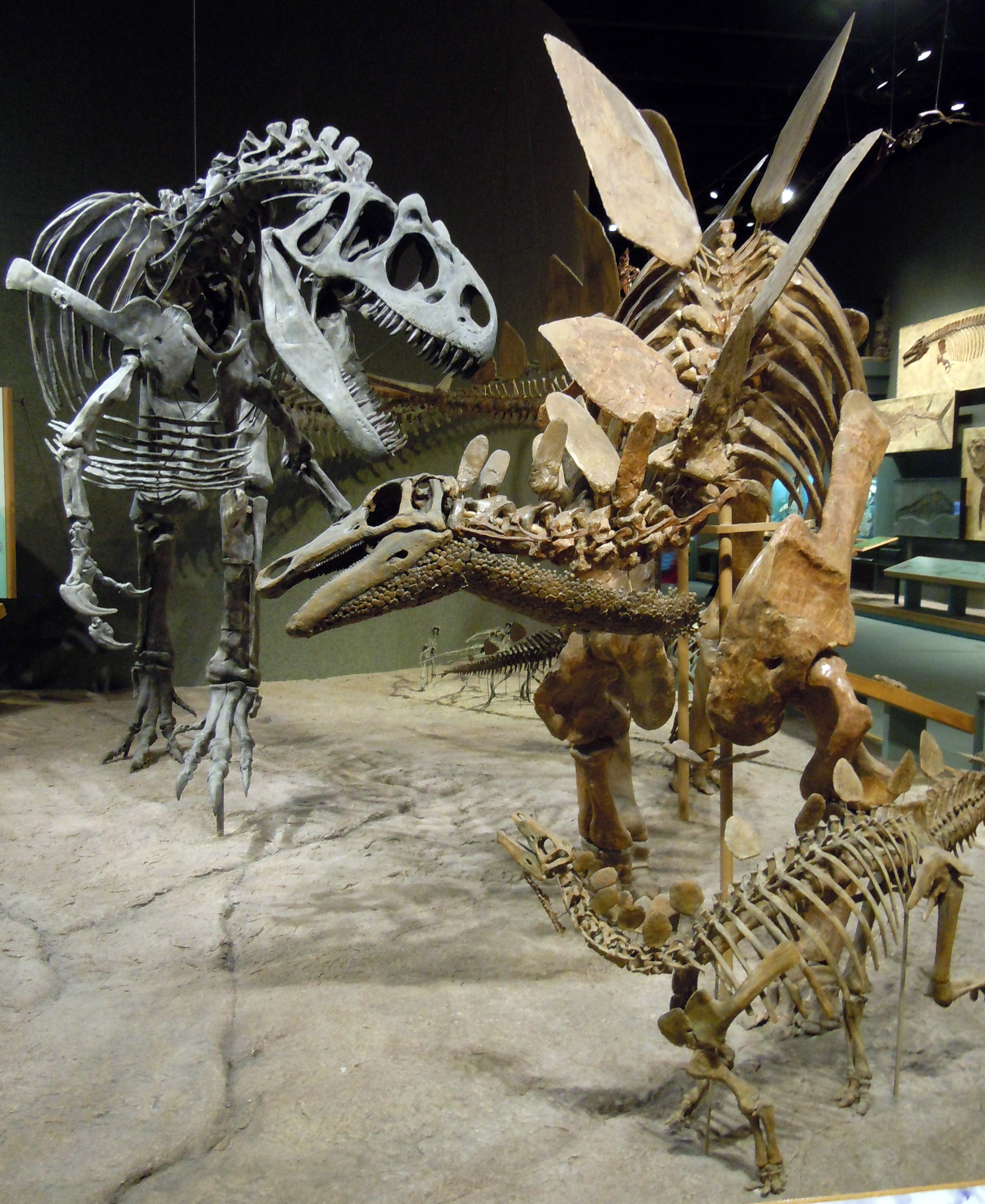 Stegosaurus and its predator Allosaurus