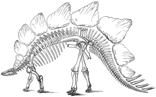 Stegosaurus Skeleton image