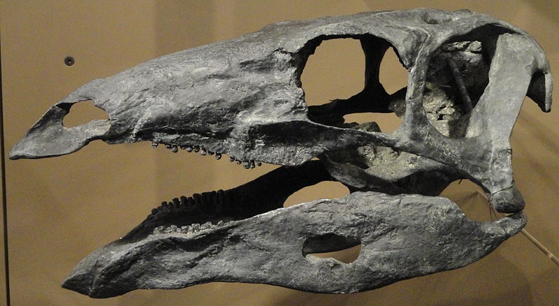Stegosaurus skull cast