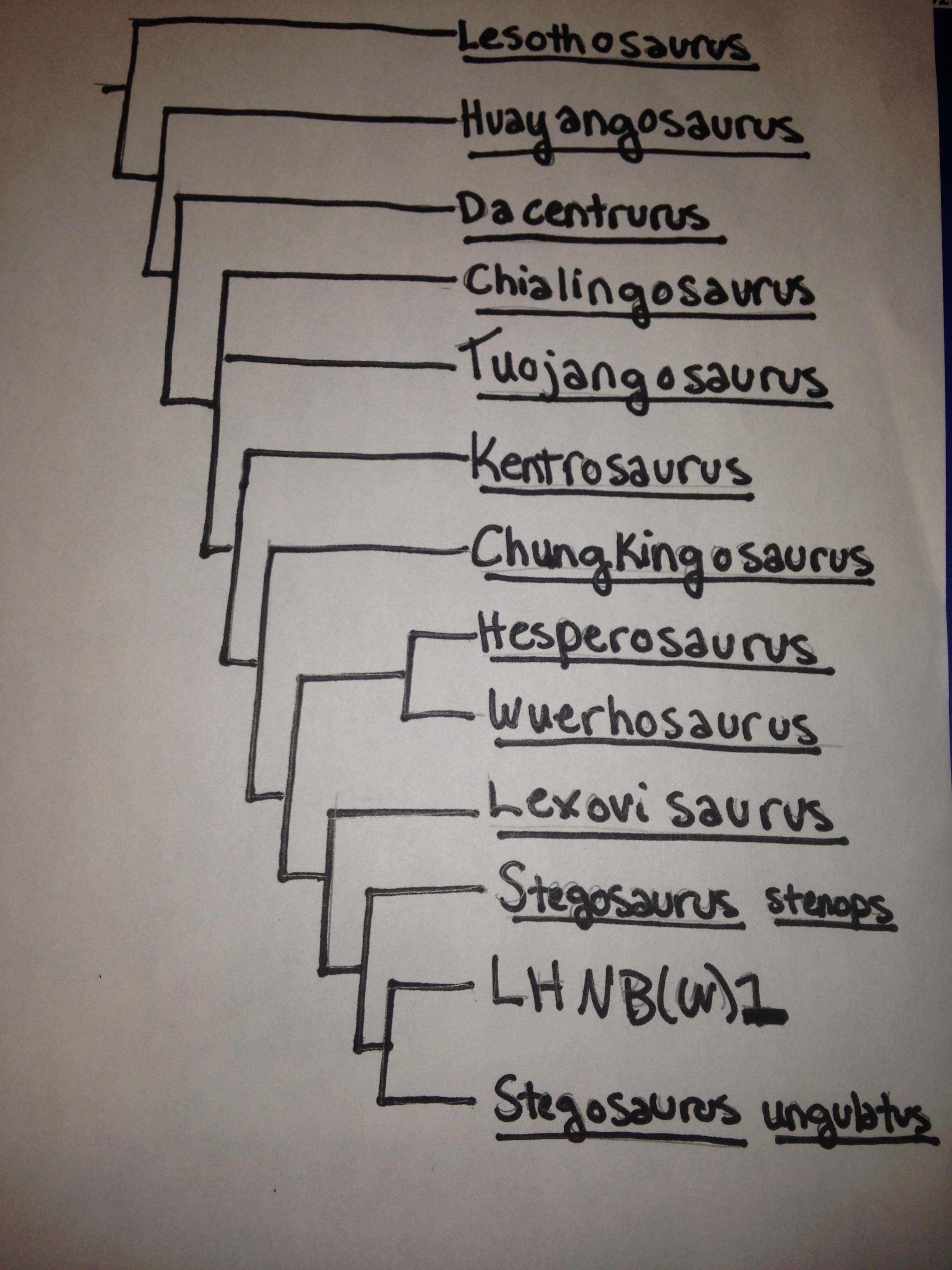 Stegosaurus phylogenetic tree