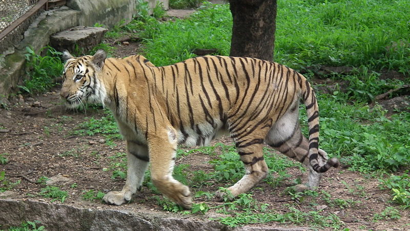 Bengal tiger; Retrieved from: http://commons.wikimedia.org/wiki/File:Bengal_tiger_from_hyderabad_nehru_zoo_4247.JPG