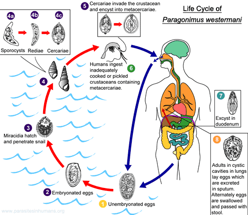 Life cycle of Paragonimus westermani; Image obtained from: http://www.cdc.gov/parasites/paragonimus/biology.html
