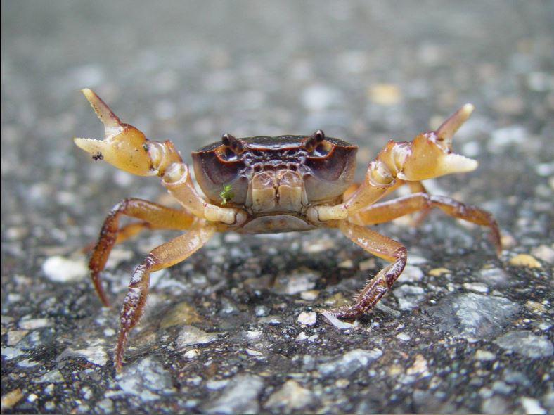 Japanese freshwater crab; Retrieved from: https://www.flickr.com/photos/johngcramer/5696463343/in/photolist-d9ckX5-dXSUP9-dXMfwD-e11KPJ-5R76UR-5RbnQG-5NL2tj-5R76Wr-7ZJHA4-9FnS6e-dQo9p3-38hfxL-jtHR8W-o4jxF-o4jsC-o4jN6-o4jzD-o4jJH-o4jr1-o4jQE-o4jLh-o4jHk-o4jvF-o4jtY-d8umf1-7ZJGNB-7ZJH66-c6b3fU-d7LfoG-jtHSS7-jtHUbE-jtKdJS-jtHgWz-Rf5Xc-fvUPzB-bLfHGT-iLxGxC-55yBYt-8ThFbj-bLfYFn-bxmhFj-fxgpi9-fxgq5w-23dsSq-aDbbVL-4ZVbca-bACkmc-fzPh47-6p2DSJ-6oXvS2