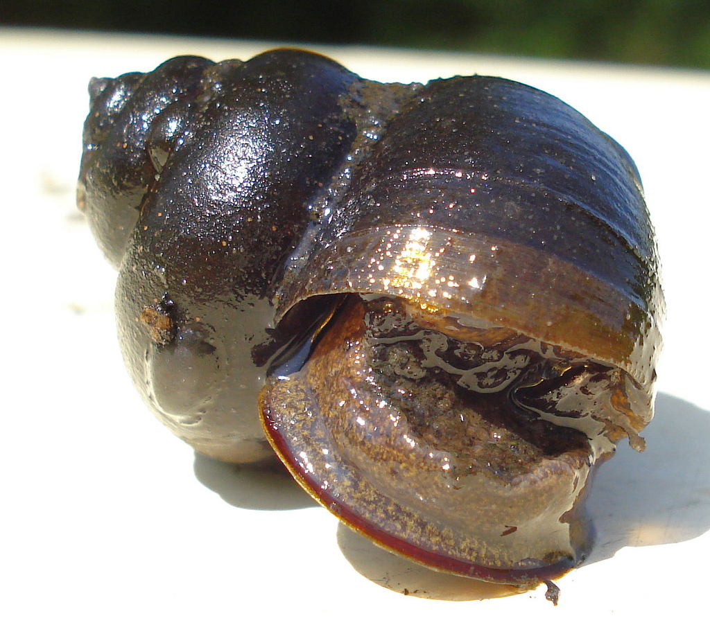 Freshwater snail; Retrieved from: https://www.flickr.com/photos/micks-wildlife-macros/4669961111/in/photolist-87ELJT-87ELAc-87HZk1-87HZoG-87HZuN-6VGDAS-eyKKFW-a5xGqz-4Reavm-d5s7J3-8Ak7tP-ac5oUG-ac2wBK-8Aobem-4FKJW7-dMwhVq-dMwi8q-dMwhH1-hx3uRf-9BQ4vU-6RpJ89-7TF7CF-eJ5QG7-9nNoLh-eJ5QHy-7TF7EH-9nKmfK-8f7jdH-a5YU3n-bMBAXa-a62KRJ-7Wj1sS-7Wj1yS-7WfHWn-7WfJcF-7WfHJP-7CXtJh-38w4zC-5Awijc-7CPizM-a2dVRm-7iWwf6-9PAYTo-7CXsZW-5tUdcw-2WTcTp-gyMfyS-aySE5z-kEFkcn-6QCT5d